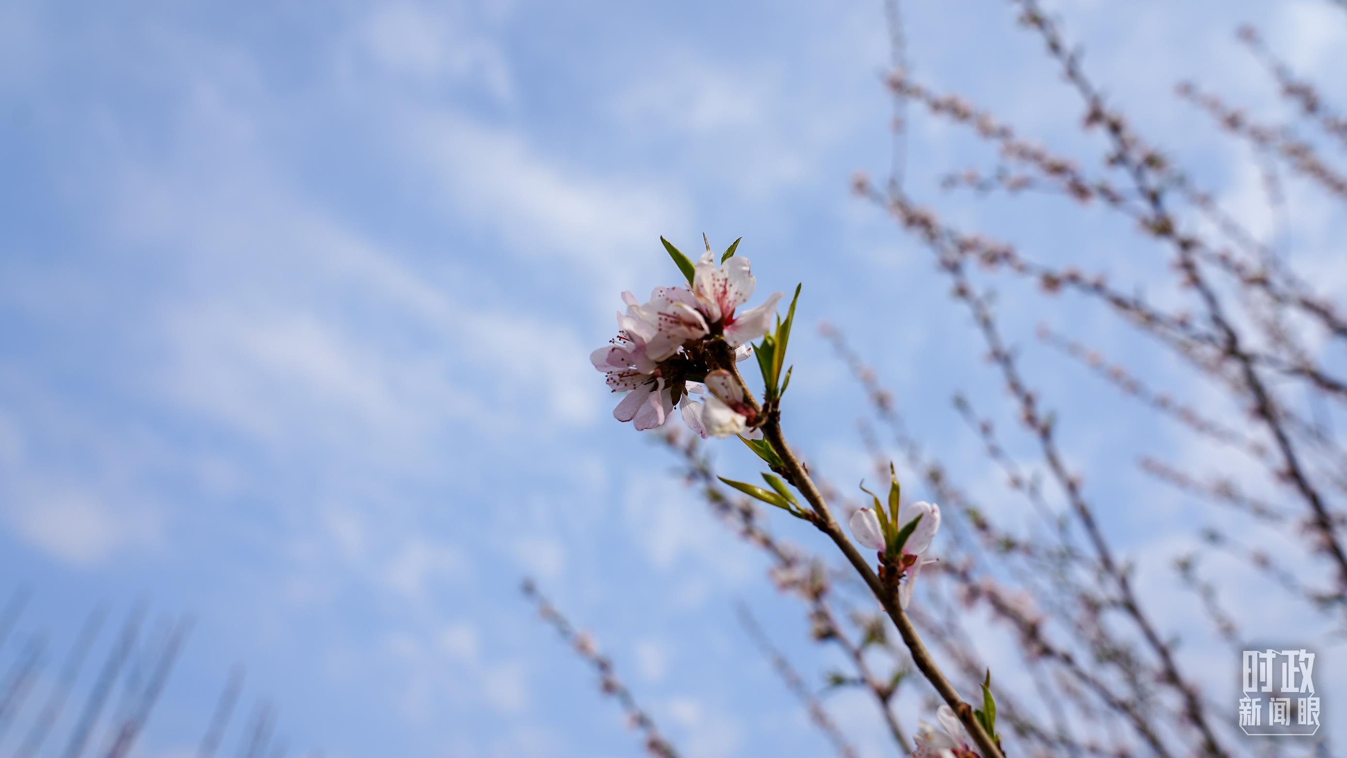 △昌平区百善镇植树点春意盎然。（总台央视记者王冰拍摄）