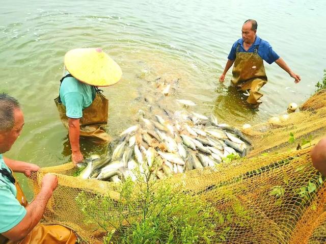 水产养殖现场 图源西樵镇儒溪村