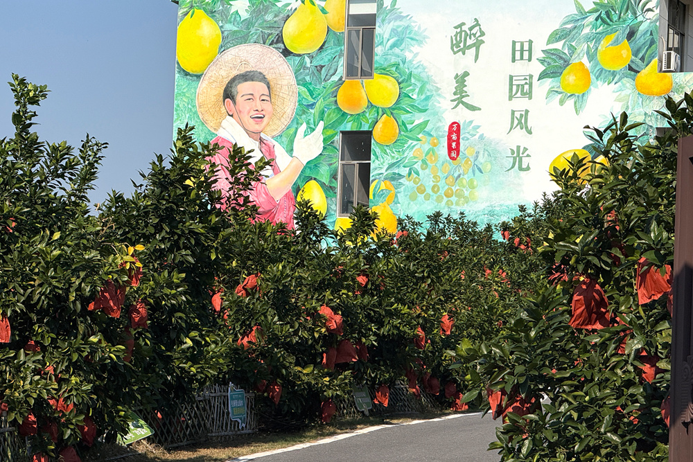 马家柚挂满枝头