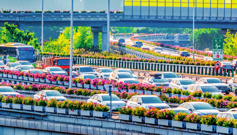 北京东四环四惠桥月季花带(2026 年 5 月 12 日摄)受访单位供图