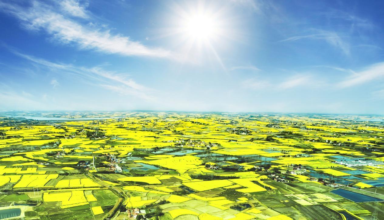 油菜花海.png