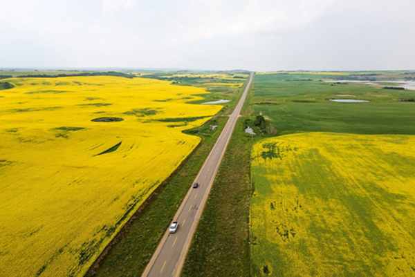 加拿大萨斯喀彻温省的油菜花海 东方IC