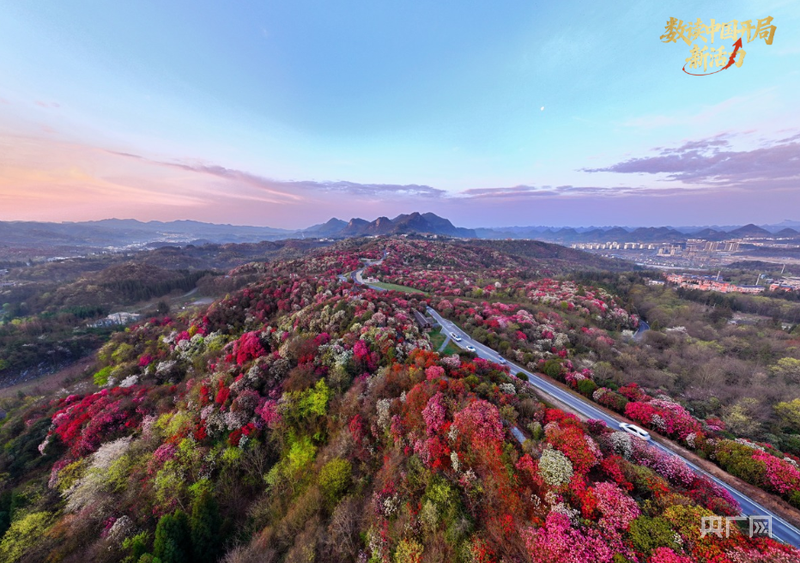毕节百里杜鹃原生杜鹃林迎来全盛花期（央广网发 韩晗 摄）