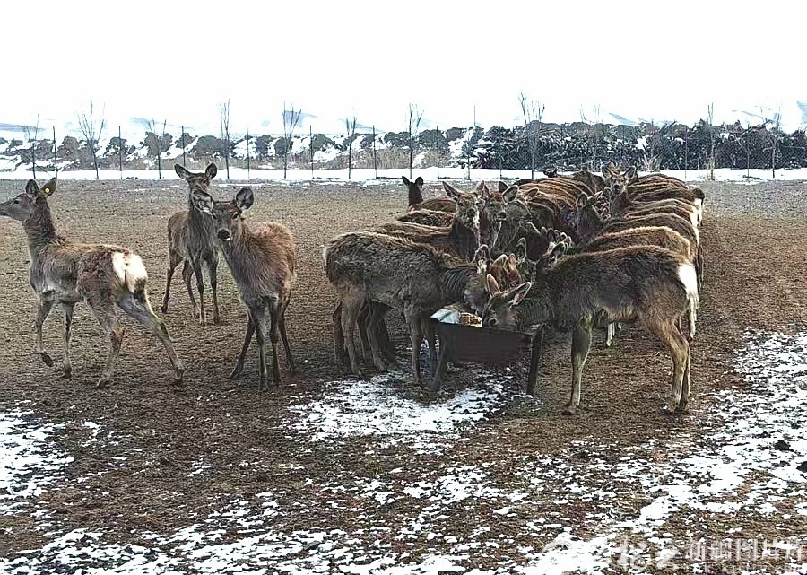 养殖基地里的梅花鹿正在进食。天山网-新疆日报记者 曹华摄