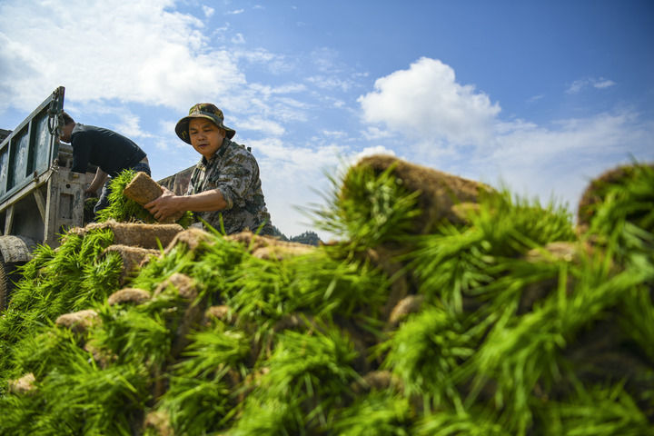 2026年4月1日，在湖南省常宁市兰江乡景星村，农民转运早稻秧苗。新华社发（周秀鱼春 摄）