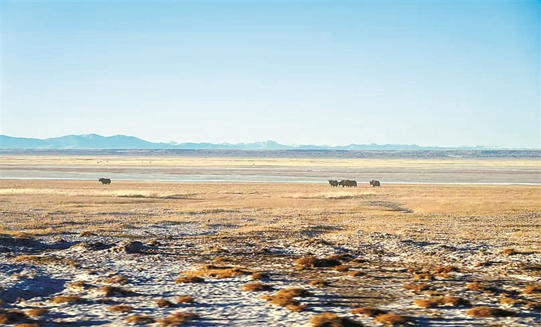 图为阿尔金山国家级自然保护区内的野牦牛。记者 万靖 摄
