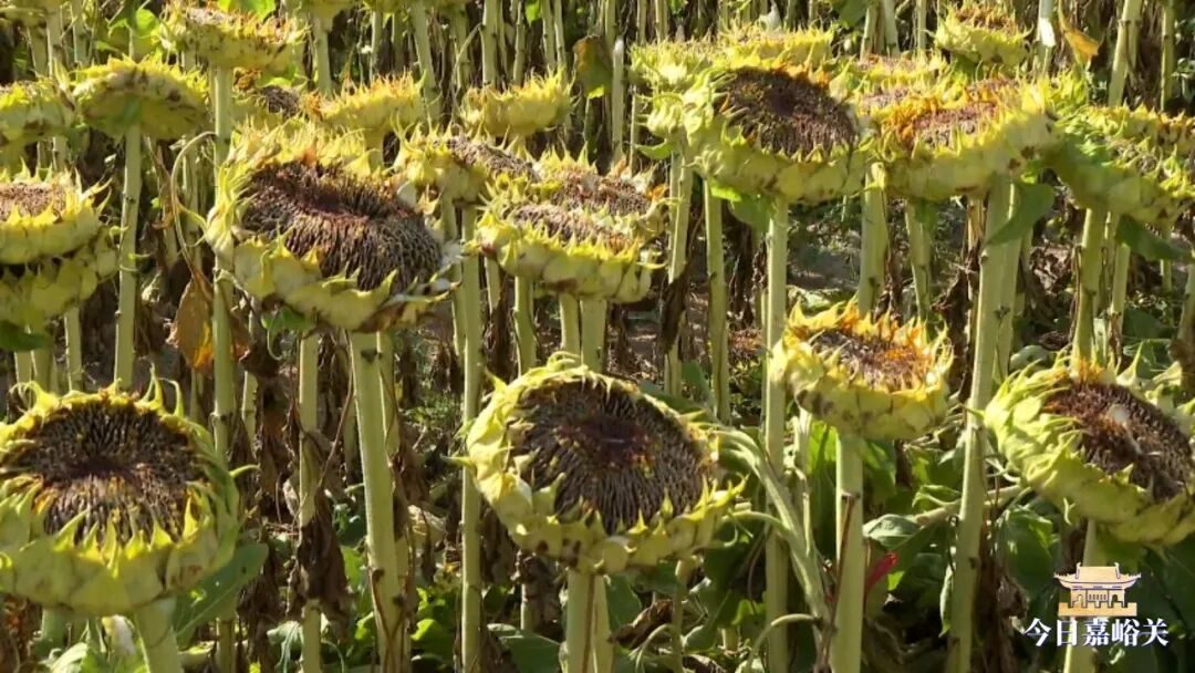 中沟葵花熟030_LOW_0.mp4_20261009_110828071.jpg