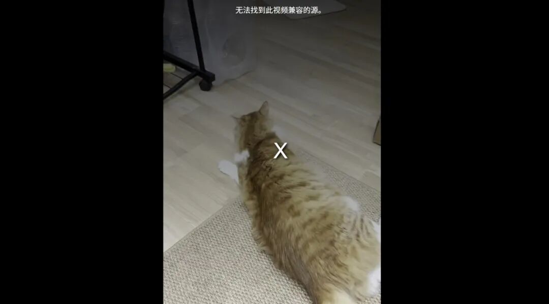 小猫出现后肢无力症状（受访者供图）