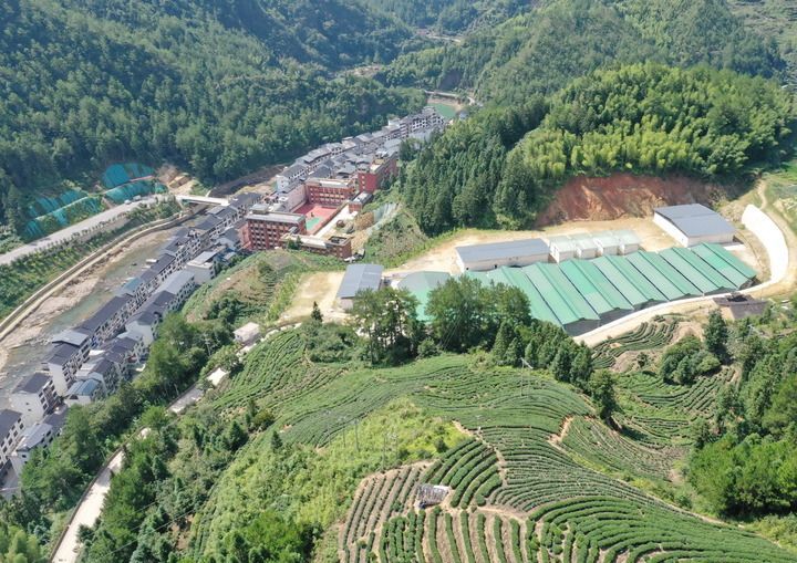 这是2023年8月5日拍摄的福建省寿宁县下党乡下党村村貌、有机珍稀食用菌生产基地(右)和附近的茶山景观(无人机照片)。新华社记者 林善传 摄