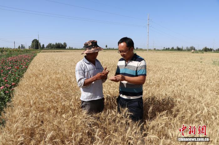 图为民勤县农技人员开展小麦测产调研,现场评估作物质量。(资料图)马爱彬 摄