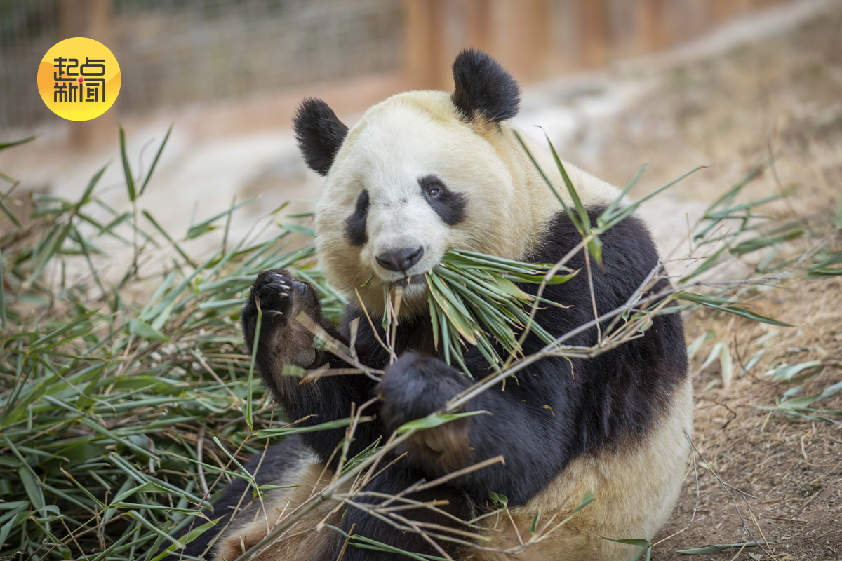基地的大熊猫“佳佳”