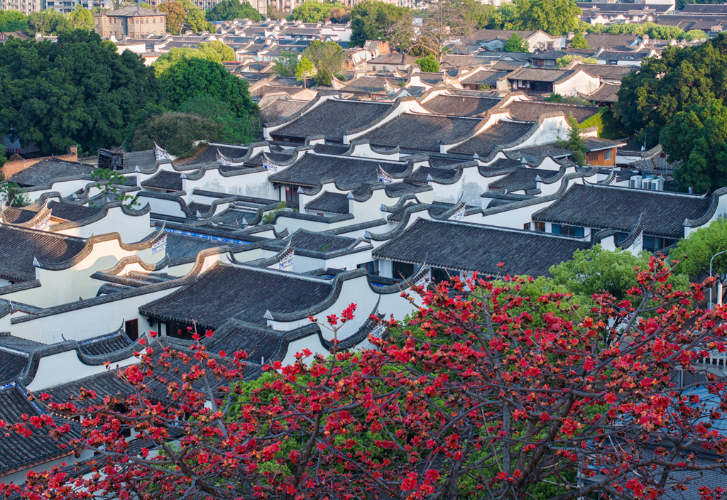 俯瞰福州三坊七巷，红花、绿树和古建相得益彰。 福州日报社供图 林双伟/摄