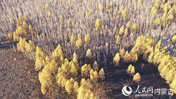 9月底,内蒙古根河市秀水山庄附近,大兴安岭北麓的兴安落叶松与白桦林披上金装。人民网记者 张力洋摄
