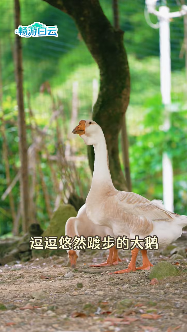 19228a077fd0f1744e1327c3f3b4db62.png