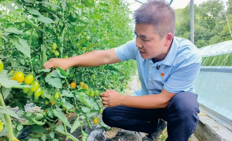 杨红在查看圣女果长势(资料图)。受访者供图