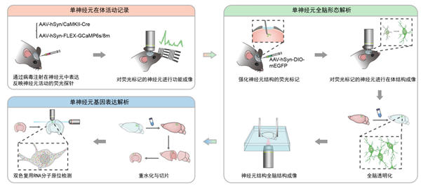 大家初度！我国科学家已毕单神经元三模态完满见解