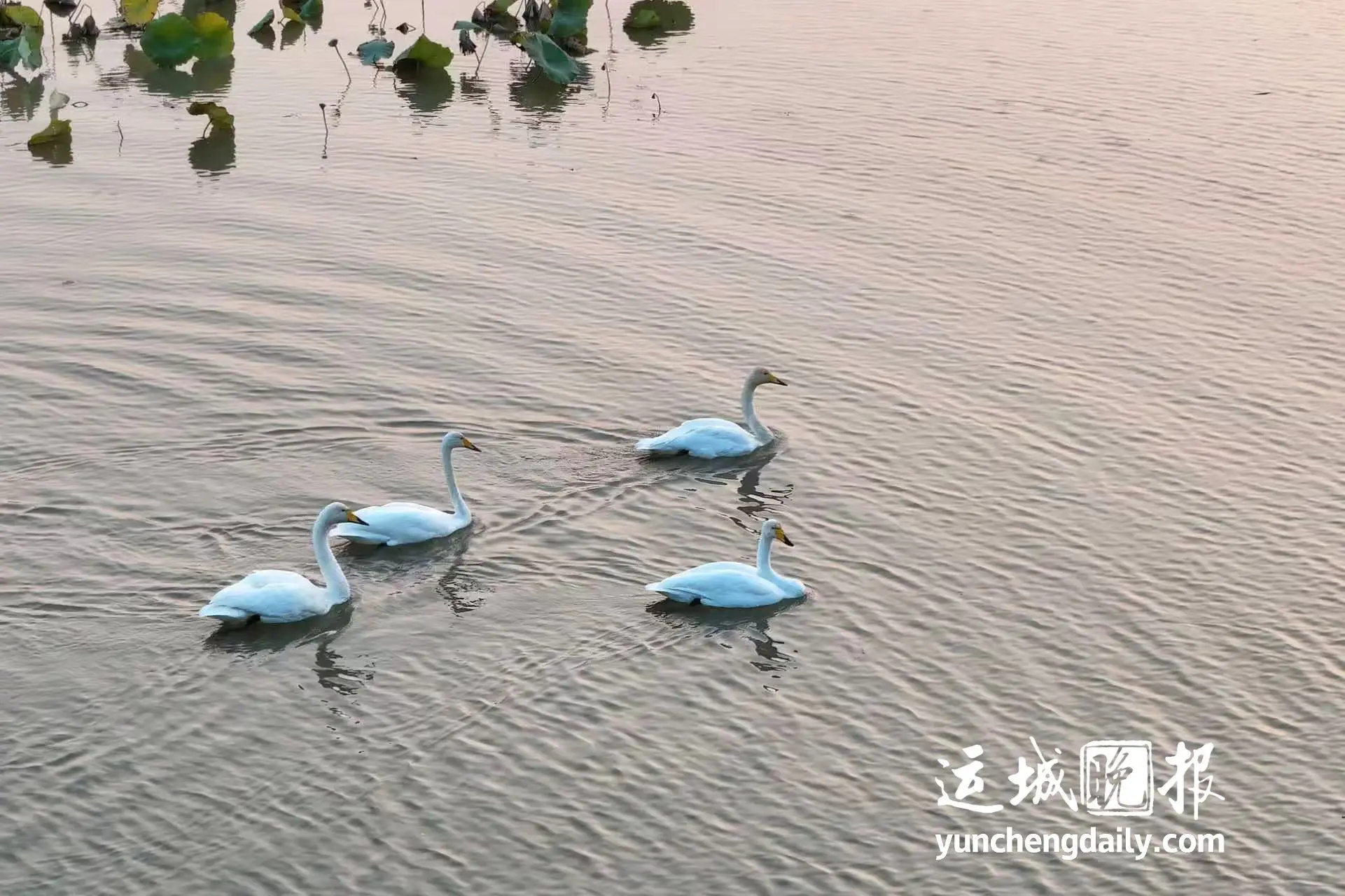 【在平陆，碧水红叶秋韵尽诗意】金秋时节，走进平陆，就像翻开了一幅徐徐