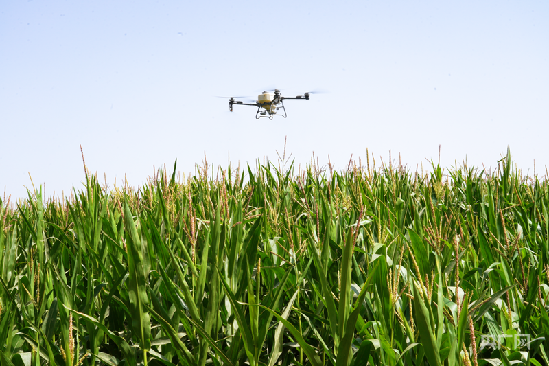 科技赋能助力玉米种植增产增收 (央广网发 合米提江·吐尔洪 摄)