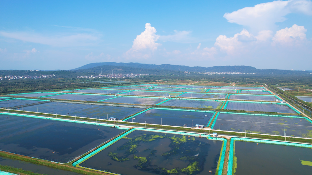 东山现代渔业高标准示范园4.png