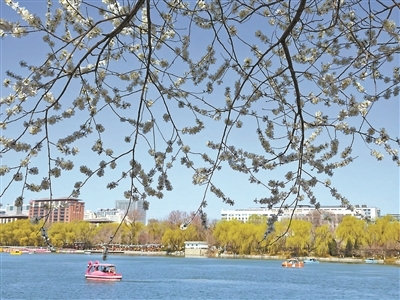 北京玉渊潭公园的湖面在蓝天的映衬下波光粼粼,游客们泛舟湖上,享受惬意的春日时光供图/视觉中国