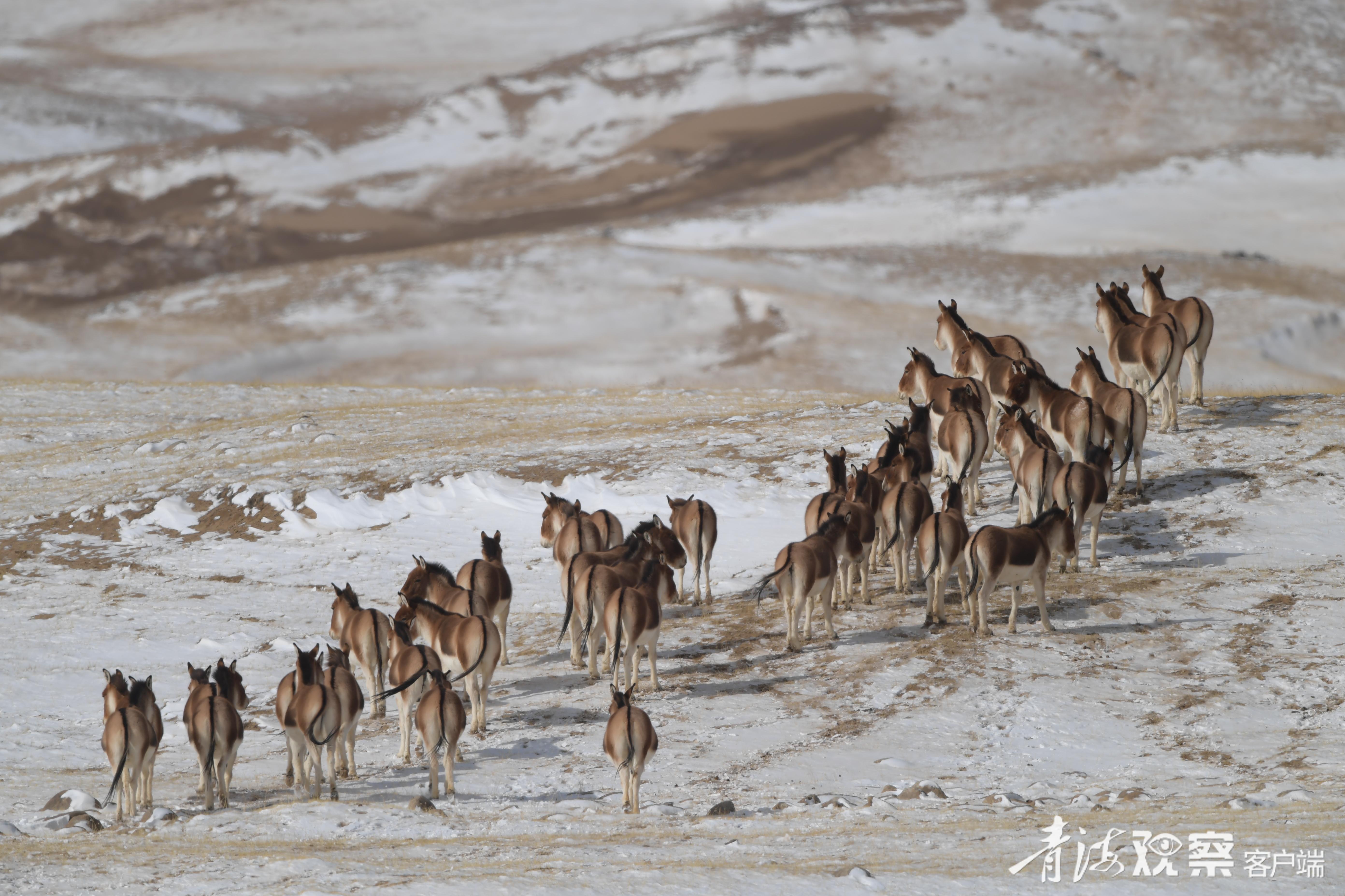 无人区内踱步的藏野驴。青海日报融媒体记者 张多钧 才贡加 摄
