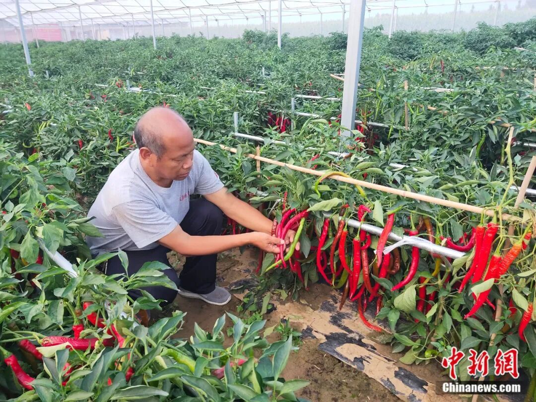 图为农技人员正在查看辣椒长势。 中共鸡泽县委宣传部供图