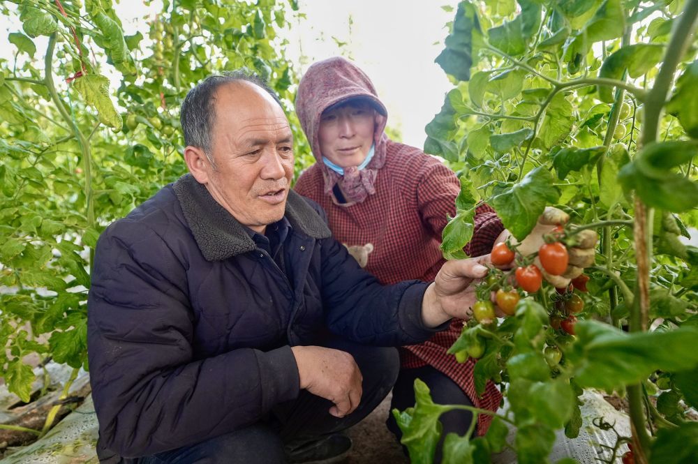 2月2日，宁夏固原市原州区彭堡镇姚磨村农业体验园的温室大棚内，王克忠夫妇查看番茄的生长情况。新华社记者 杨植森 摄
