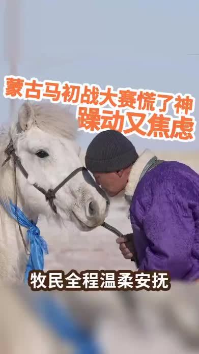 蒙古马初战大赛慌了神，躁动不安状态全无，牧民全程温柔安抚