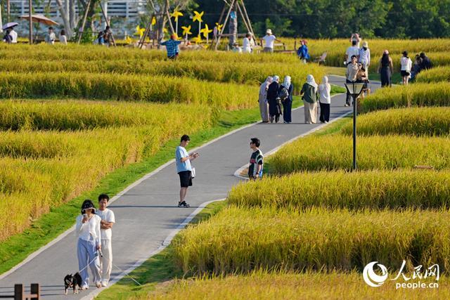 绝美秋景吸引市民游客前来。人民网记者 陈博摄