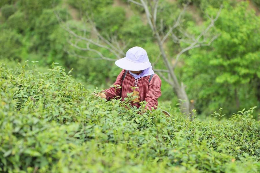 信阳市罗山县灵山云雾茶场,采茶工正在采摘春茶。新华社发