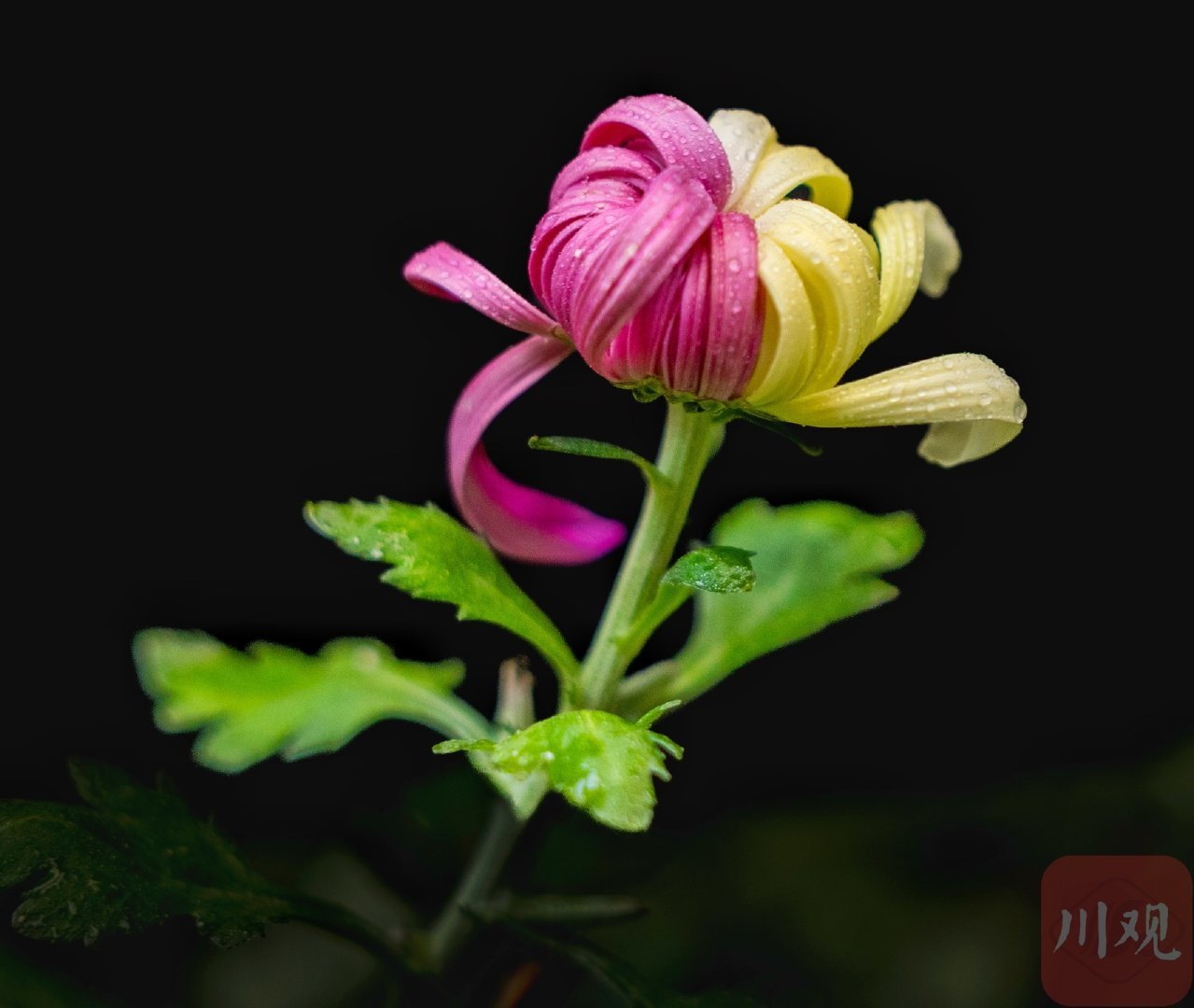 【#四川秋天的仪式感从赏菊开始#】10月25日，2026成都金秋菊事