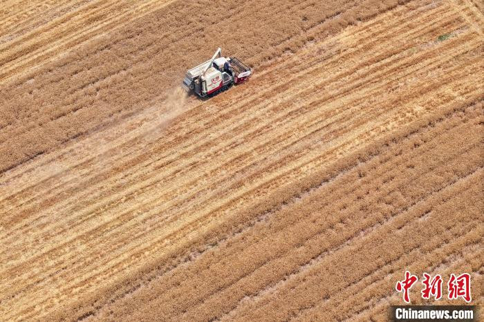 资料图：江苏南京，工作人员驾驶农机在江北一处田间收割小麦。(无人机照片)中新社记者 泱波 摄