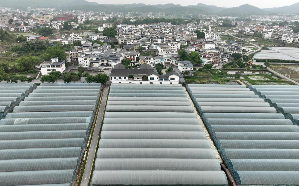江西于都梓山镇潭头村的果蔬种植基地（2026年4月16日摄）。新华社记者 万象 摄