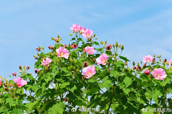 【#成都芙蓉进入最佳观赏期#！送你一片美景】进入秋天后，枝头上的热闹