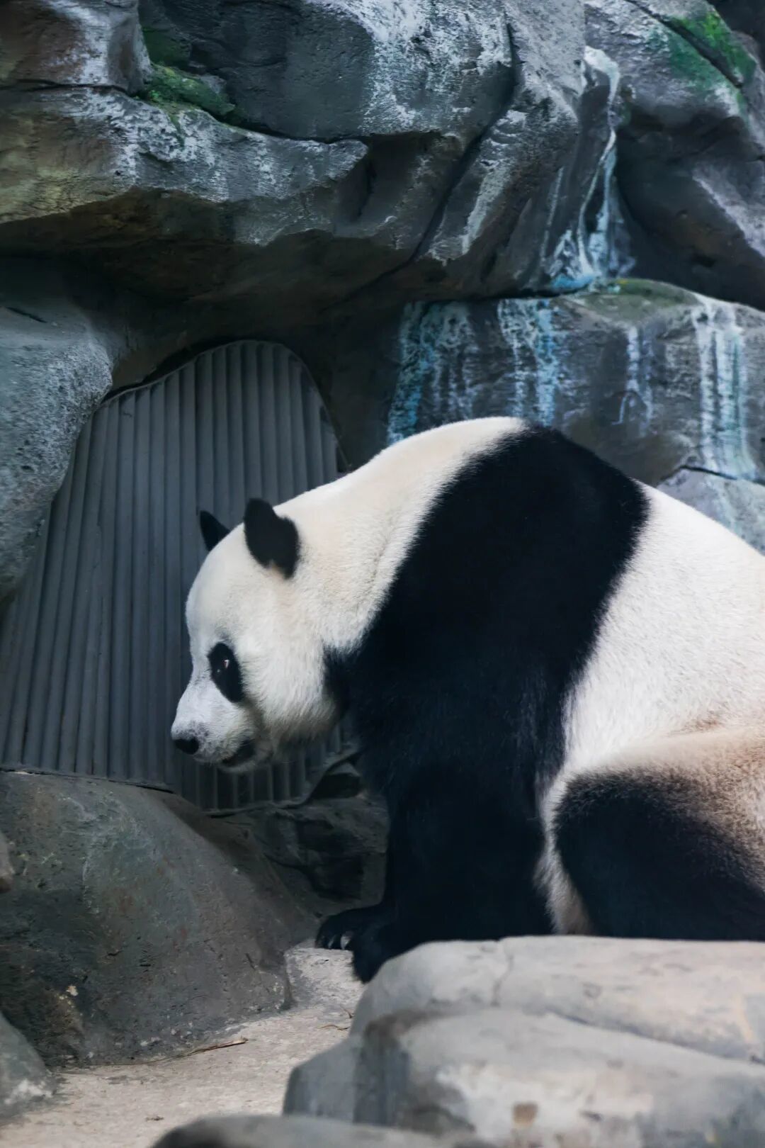 武林-2