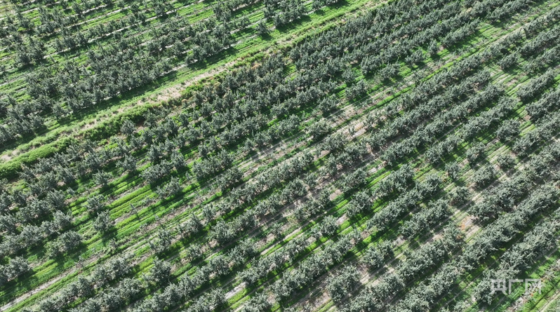 俯瞰沙雅县杏李（恐龙蛋）种植基地 （央广网发 沙雅县委宣传部供图）
