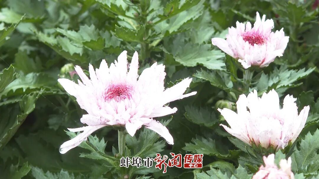 序列 01.00_00_52_06.Still122.jpg