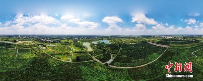 雄安“千年秀林”，城在“绿”中。 刘光昱 摄