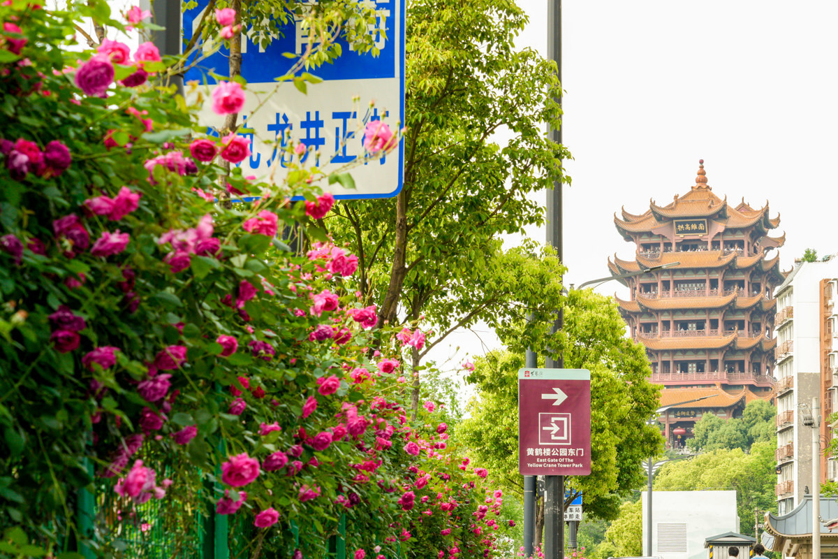 道路月季花 (14).jpg