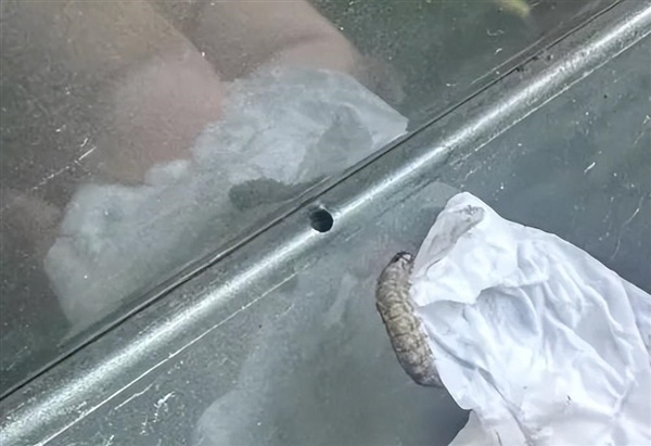 车身莫名其妙出现小圆洞!多地街头近期频现 不少车主已中招