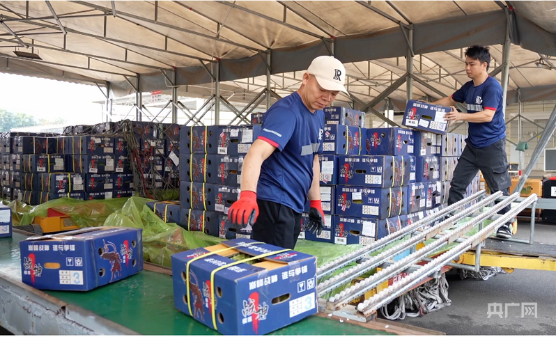 在南宁吴圩国际机场货运站，工作人员将鲜榴莲卸下（央广网记者 梁瑜琳 摄）