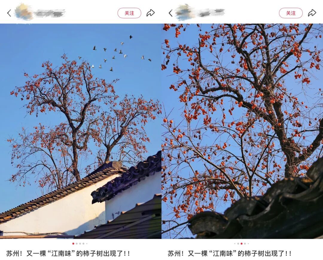 苏博柿子树_副本.jpg