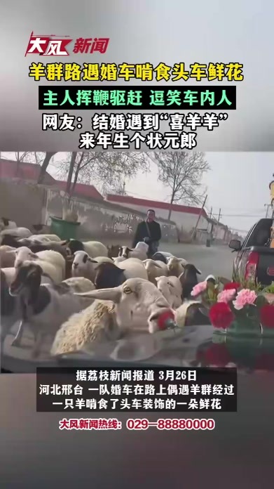 羊群路遇婚车啃食头车鲜花，主人挥鞭驱赶 逗笑车内人，网友：结婚遇到“喜羊羊”，来年生个状元郎