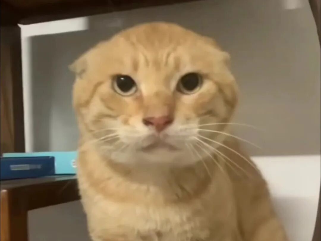 这只橘黄色小猫被称为“圆头耄耋”,“圆头”是指它的攻击姿态,“耄耋”则谐音“猫爹”,橘黄色小猫应激反应的状态被制作成大量表情包玩梗