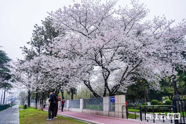 四美塘公园里“独木成林”的樱花树