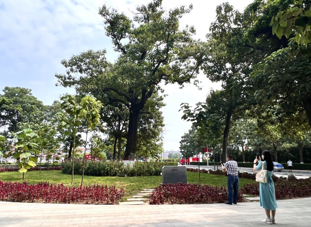 2022年8月15日,在河南省开封市兰考县焦裕禄干部学院门口,人们在“焦桐”下参观。新华社记者 郝源 摄