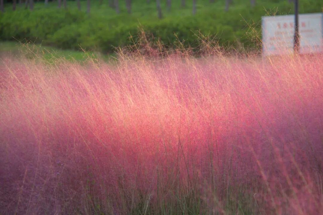 摄图网_701168530_粉色粉黛乱子草自然风景_(企业商用).jpg