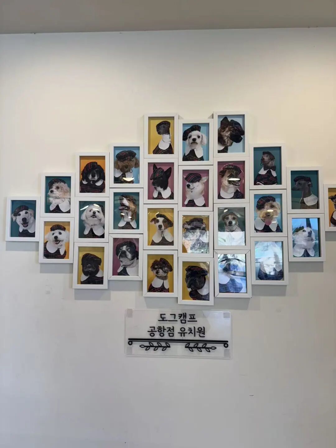 狗狗幼儿园里,高高和同学们的照片墙。(图/受访者提供)