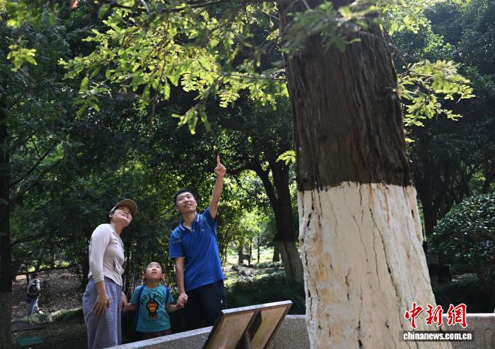 9月25日,游人带孩子来到杭州植物园参观北美红杉。王刚 摄