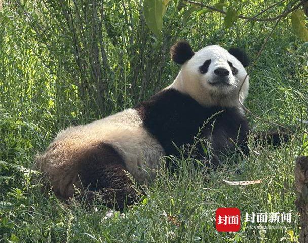秦岭大熊猫 罗石芊摄